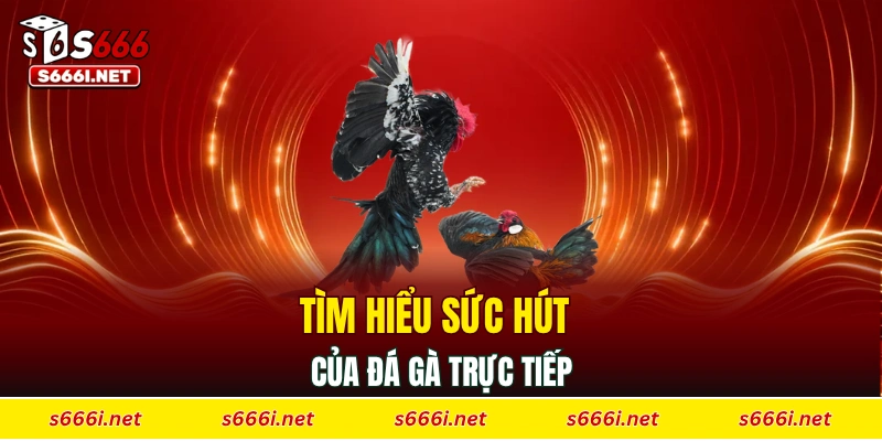 Tìm hiểu sức hút của đá gà trực tiếp